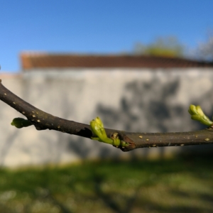 Bourgeons